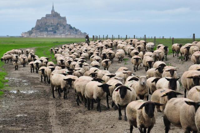 Ardevon B&B La Rive - Le Mont Saint Michel מראה חיצוני תמונה